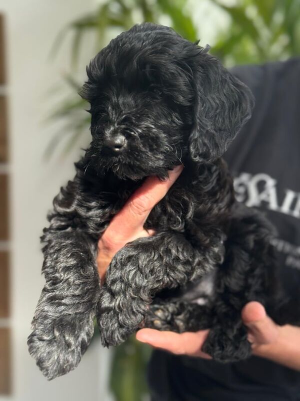 Beautiful Cockapoo puppies ready now for sale in Gloucestershire