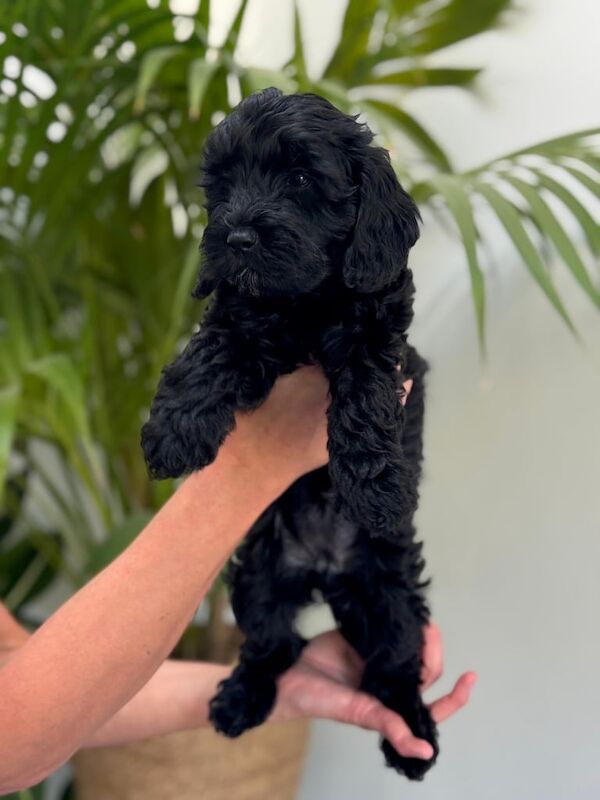 Cockapoo puppies for sale in Gloucestershire – 10 months old - Image 2 of 3