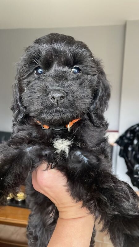 Cockapoo puppies for sale in Heathrow, London – 12 weeks old - Image 2 of 5