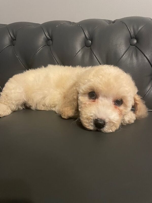 Cockapoo puppies for sale in Heathrow, London – 12 weeks old - Image 3 of 5