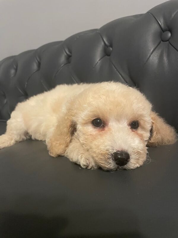 Cockapoo puppies for sale in Heathrow, London – 12 weeks old - Image 4 of 5