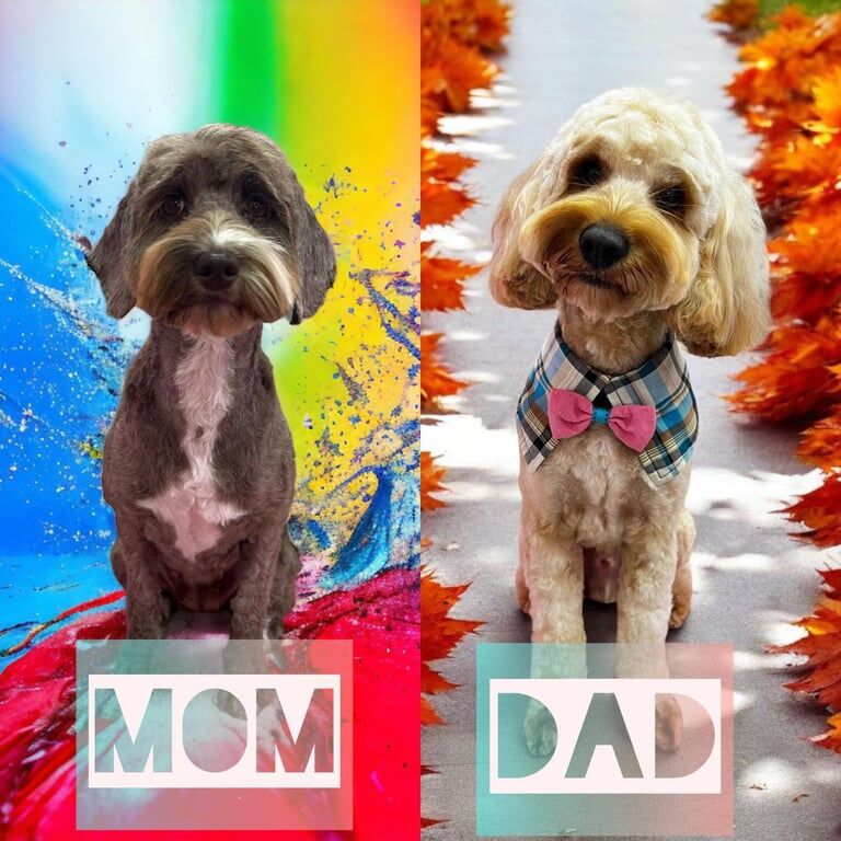 Cockapoo puppies for sale in Heathrow, London – 12 weeks old - Image 5 of 5