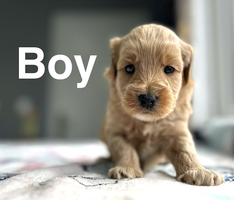 Apricot Cockapoo Puppies For Sale