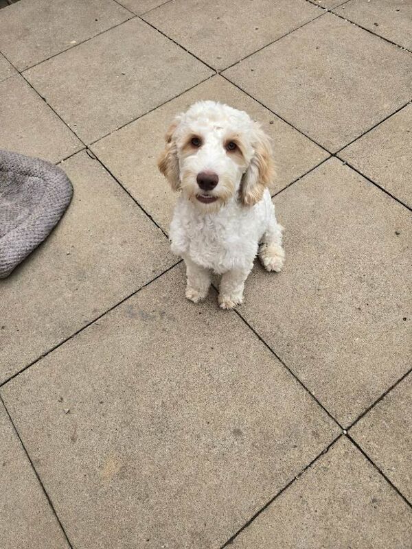 Beautiful cockapoo puppy