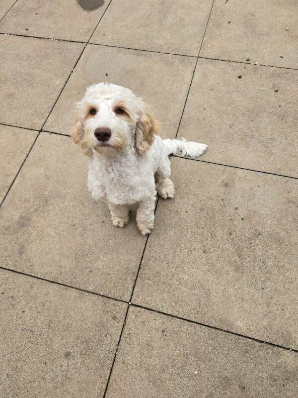 Beautiful cockapoo puppy - Image 2 of 3