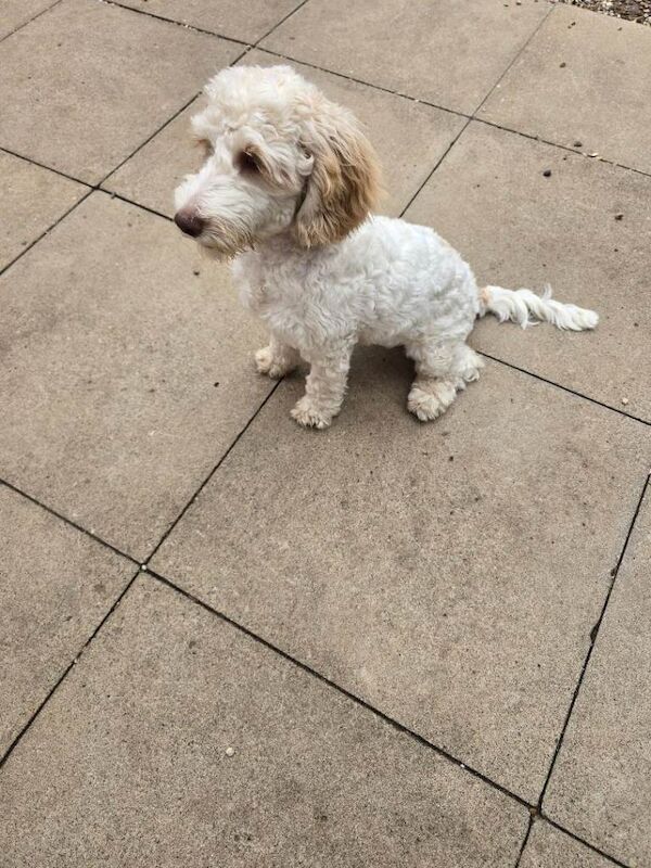 Beautiful cockapoo puppy - Image 3 of 3