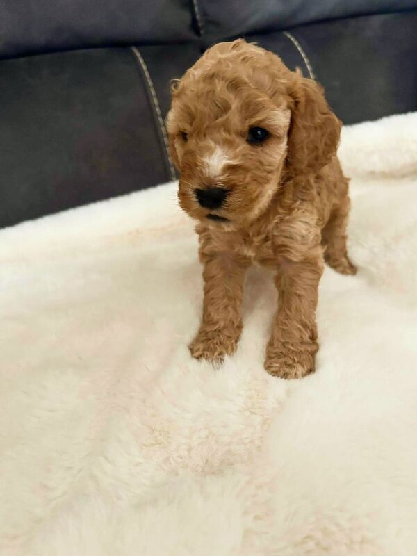 Cockapoo puppies for sale in Gloucester, Gloucestershire – 3 weeks old