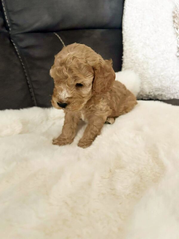 Cockapoo puppies for sale in Gloucester, Gloucestershire – 3 weeks old - Image 2 of 3