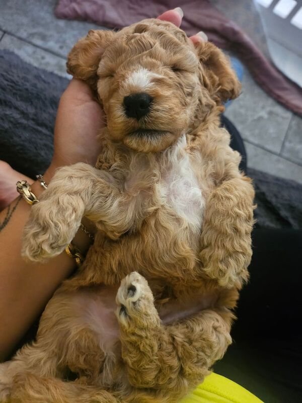 Cockapoo puppies for sale in Gloucester, Gloucestershire – 3 weeks old - Image 3 of 3