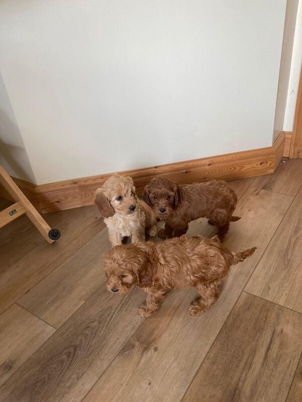 Beautiful cockapoo puppy's for sale in Whitechapel, City of London, Greater London
