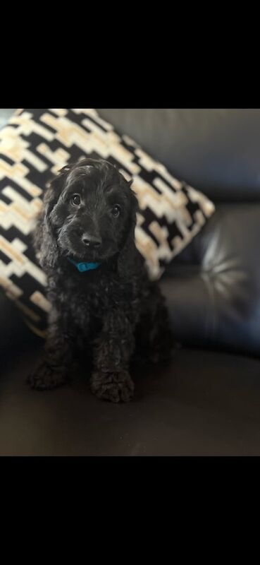 Beautiful cockapoo pups for sale in Denton, Greater Manchester