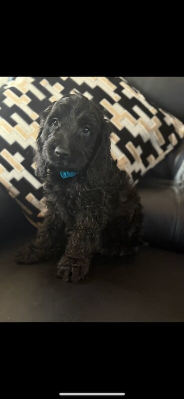 Beautiful cockapoo pups for sale in Denton, Greater Manchester | Image 2