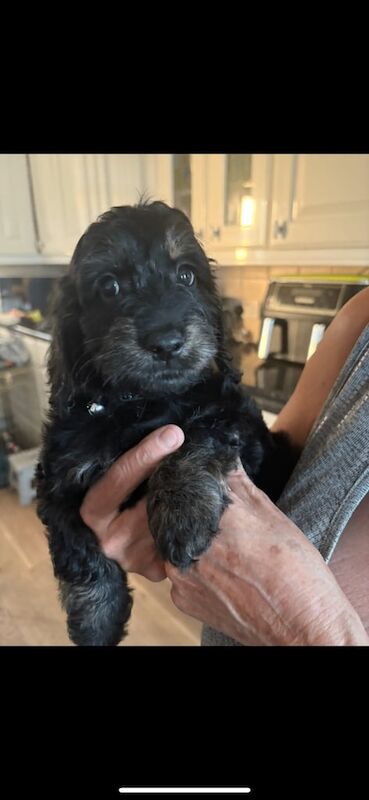 Beautiful cockapoo pups for sale in Denton, Greater Manchester | Image 3