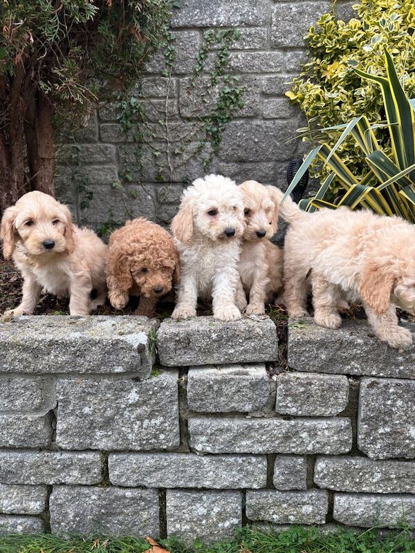 Cockapoo puppies for sale in Dunmurry, County Antrim – 8 weeks old