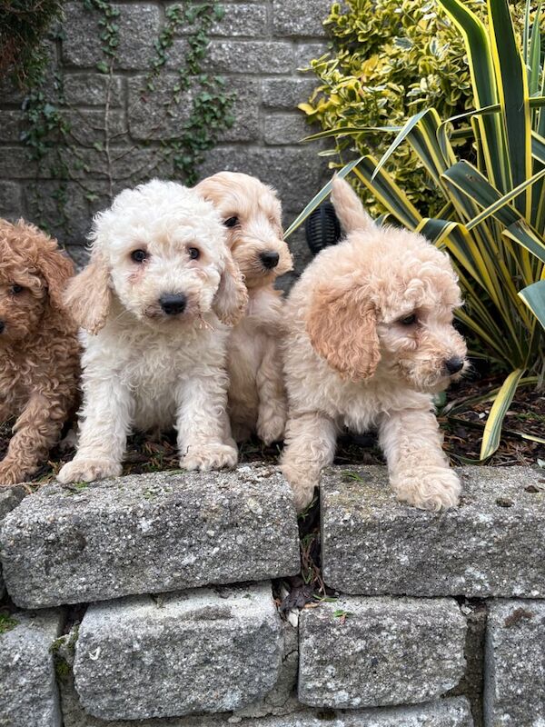 Cockapoo puppies for sale in Dunmurry, County Antrim – 3 months old - Image 2 of 5