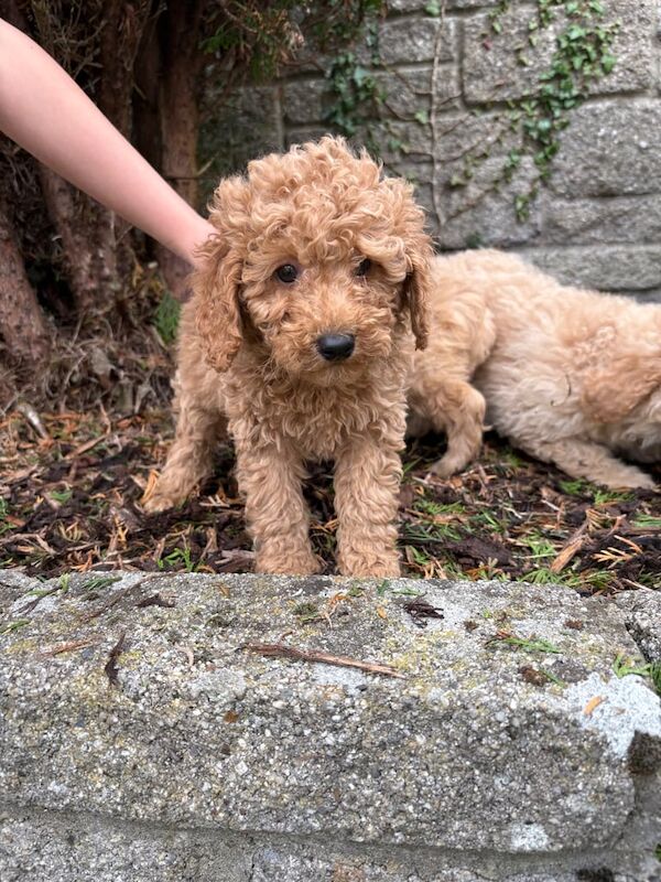 Cockapoo puppies for sale in Dunmurry, County Antrim – 3 months old - Image 3 of 5