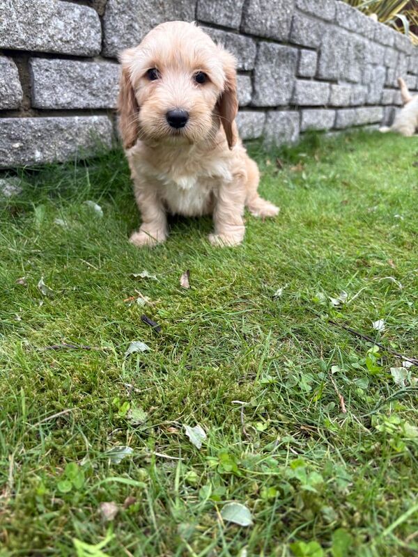 Cockapoo puppies for sale in Dunmurry, County Antrim – 3 months old - Image 4 of 5