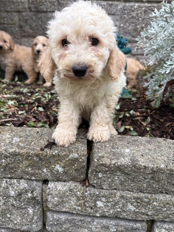 Cockapoo puppies for sale in Dunmurry, County Antrim – 3 months old - Image 5 of 5