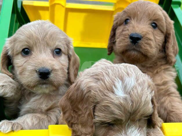 Cockapoo puppies for sale in Treharris, Merthyr Tydfil – 1 year old - Image 3 of 5