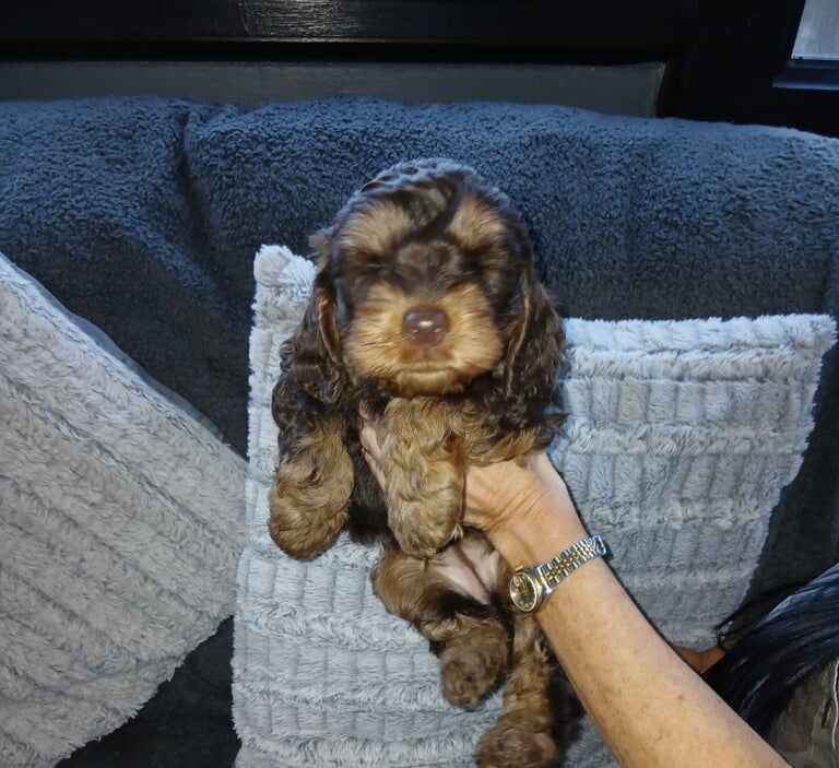 Cockapoo puppies for sale in Wraysbury, Berkshire – 8 weeks old