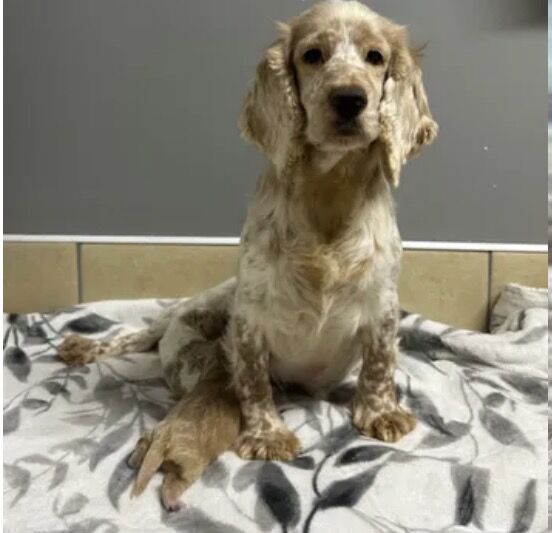 Apricot Cockapoo Puppies For Sale