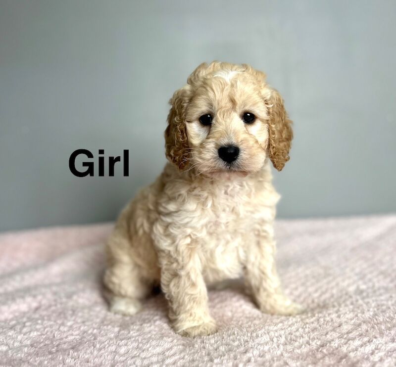 Beautiful cockapoo pups now ready to leave us - Image 3 of 4