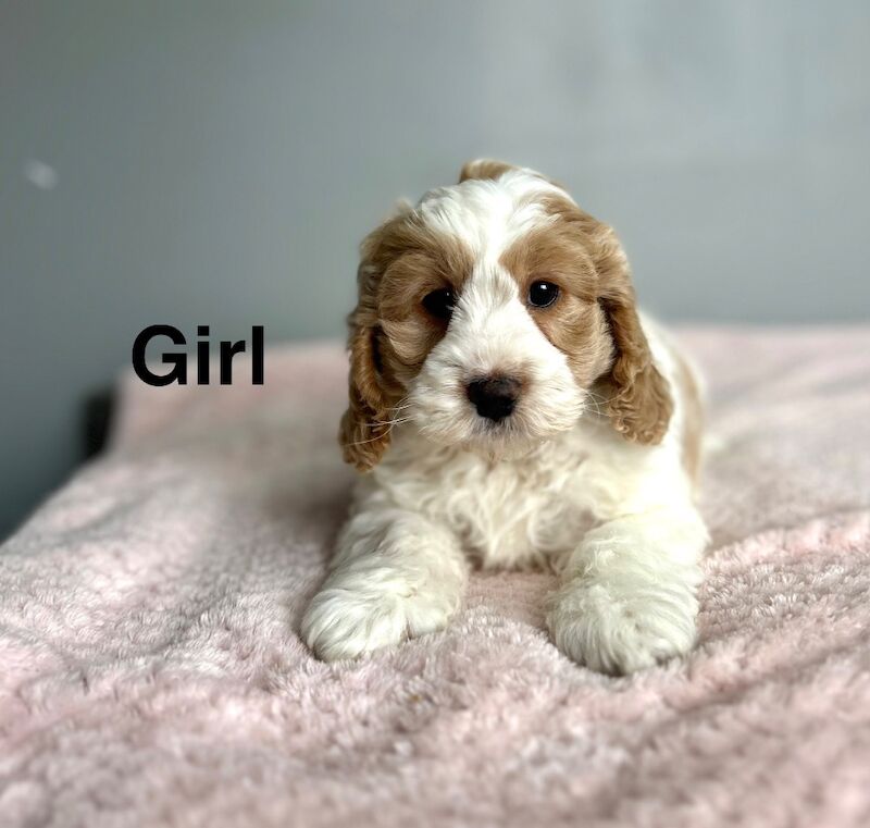 Beautiful cockapoo pups now ready to leave us - Image 4 of 4