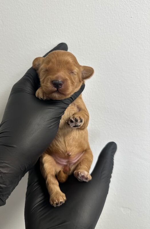 Cockapoo puppies for sale in Nottingham, Nottinghamshire – 7 months old - Image 2 of 7