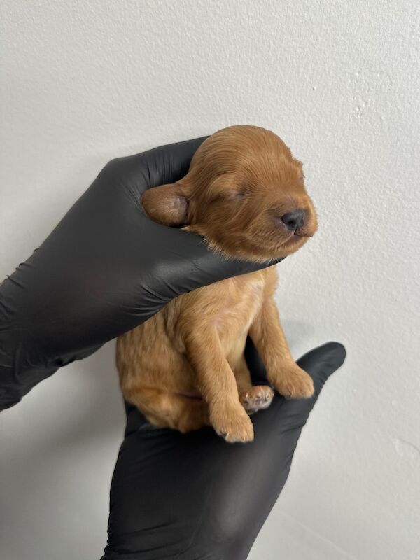 Beautiful Cockapoo's for sale in Nottingham, Nottinghamshire | Image 3