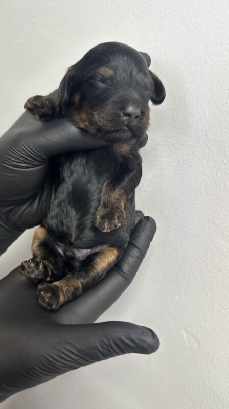 Cockapoo puppies for sale in Nottingham, Nottinghamshire – 7 months old - Image 4 of 7