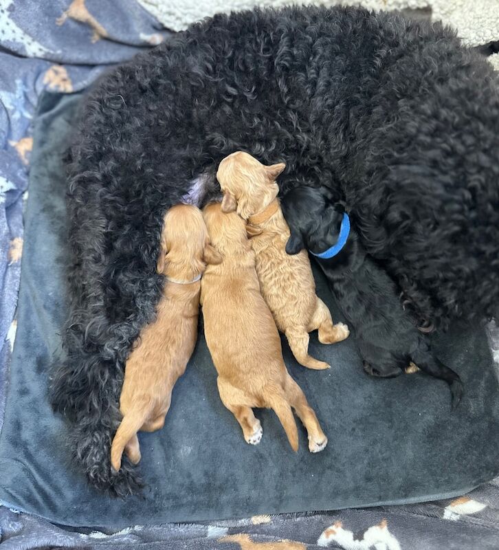 Cockapoo puppies for sale in Nottingham, Nottinghamshire – 7 months old - Image 5 of 7