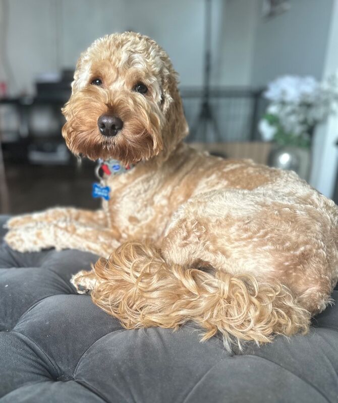 Cockapoo puppies for sale in Nottingham, Nottinghamshire – 7 months old - Image 6 of 7