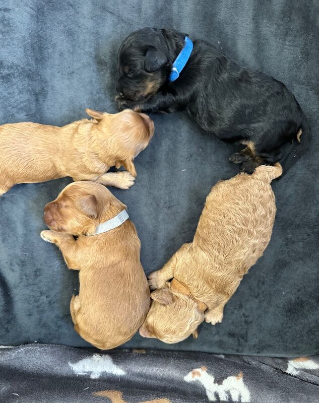 Cockapoo puppies for sale in Nottingham, Nottinghamshire – 7 months old - Image 7 of 7