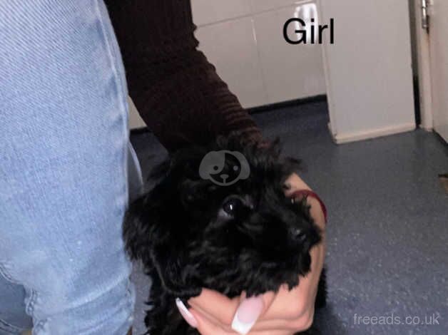 Cockapoo puppies for sale in Preston, Lancashire – 1 year old - Image 2 of 4