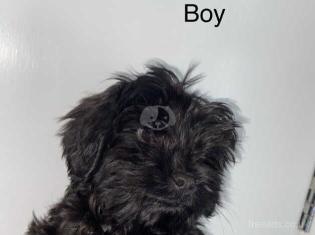 Cockapoo puppies for sale in Preston, Lancashire – 1 year old - Image 4 of 4