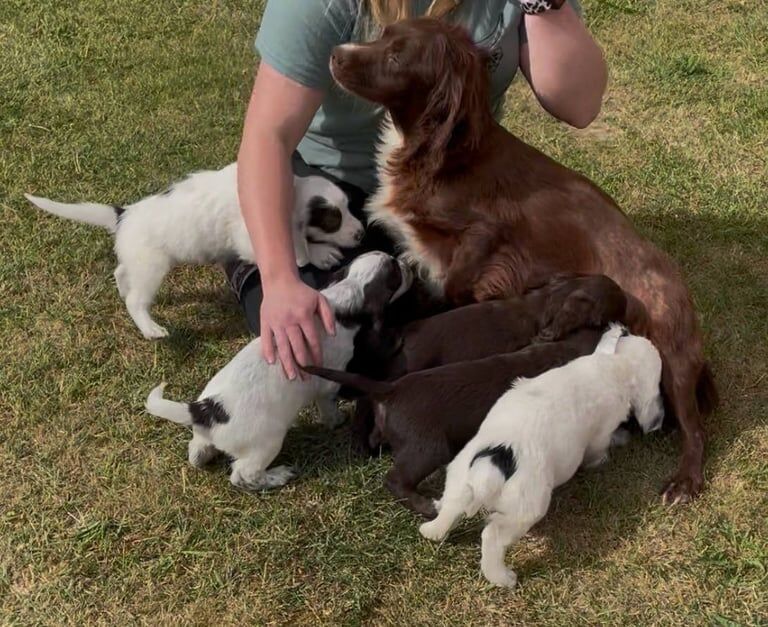 Beautiful cockapoos for sale in Sutton in Ashfield, Nottinghamshire