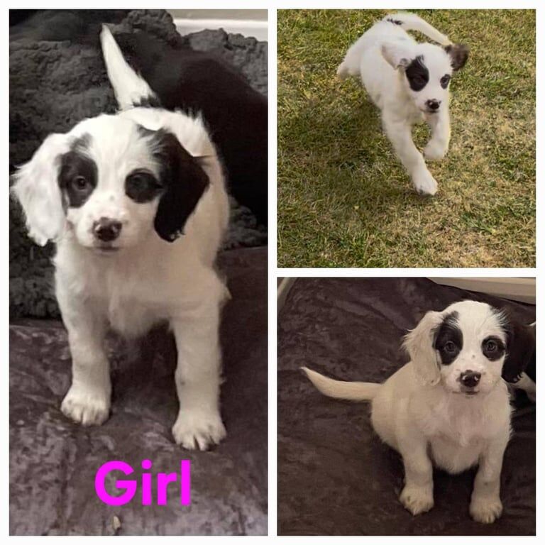 Cockapoo puppies for sale in Sutton in Ashfield, Nottinghamshire – 9 months old - Image 2 of 3