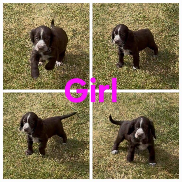 Cockapoo puppies for sale in Sutton in Ashfield, Nottinghamshire – 9 months old - Image 3 of 3