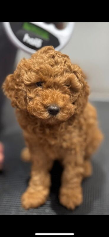 Cockapoo puppies for sale in Stainforth, South Yorkshire – 8 weeks old