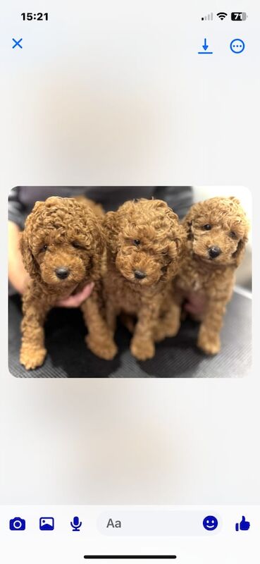 Cockapoo puppies for sale in Stainforth, South Yorkshire – 8 weeks old - Image 2 of 3