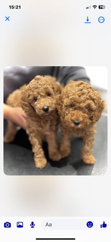 Cockapoo puppies for sale in Stainforth, South Yorkshire – 8 weeks old - Image 3 of 3
