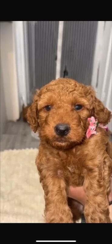 Cockapoo puppies for sale in Crawley, West Sussex – KC registered, 6 weeks old