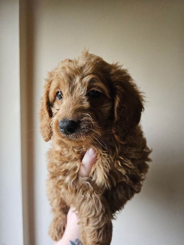 Cockapoo Puppies For Sale Under £1,000