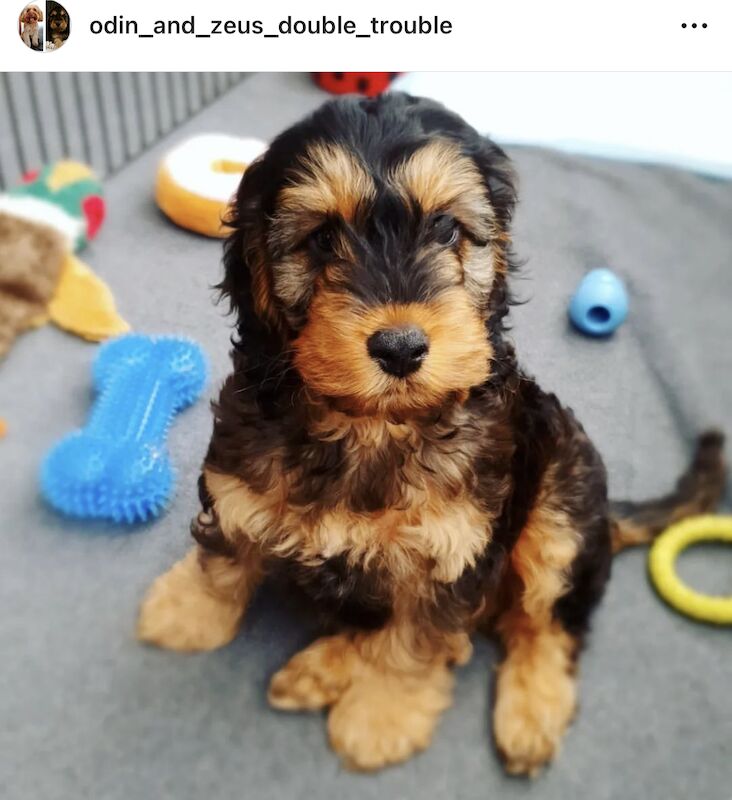 Cockapoo puppies for sale in Staffordshire – a few seconds old - Image 5 of 10