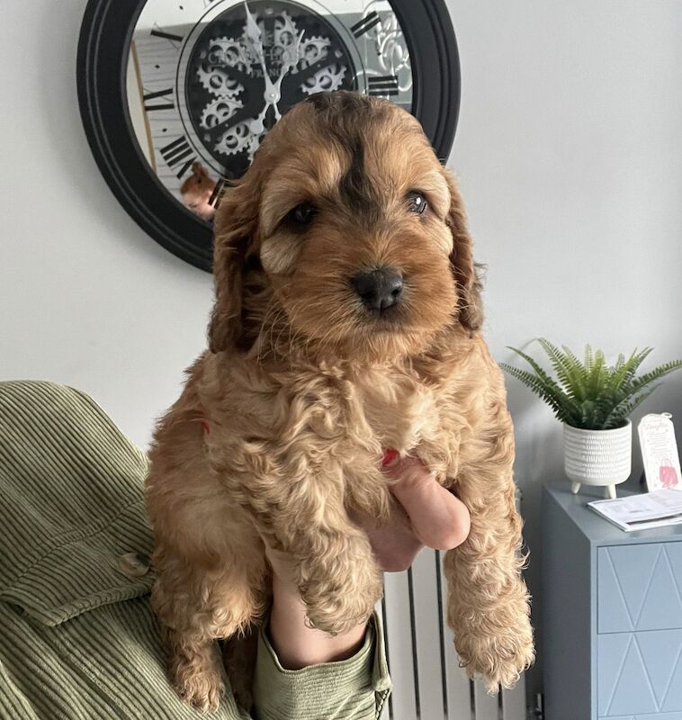 Cockapoo puppies for sale in Staffordshire – a few seconds old - Image 7 of 10
