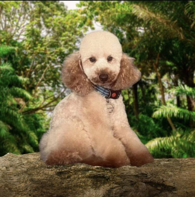 Cockapoo puppies for sale in Staffordshire – a few seconds old - Image 8 of 10