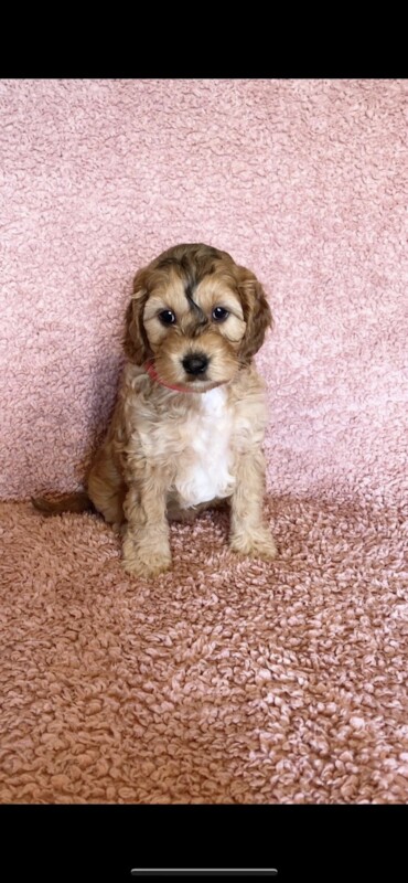 Cockapoo puppies for sale in Staffordshire – a few seconds old - Image 9 of 10