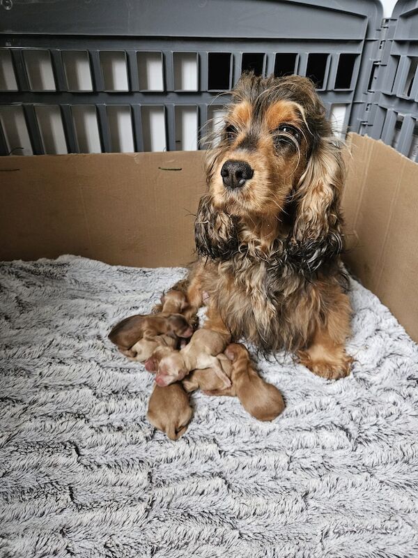 Cockapoo puppies for sale in Staffordshire – a few seconds old