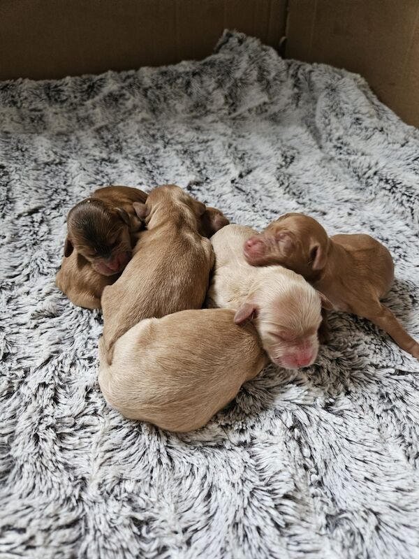 Cockapoo puppies for sale in Staffordshire – a few seconds old - Image 2 of 10