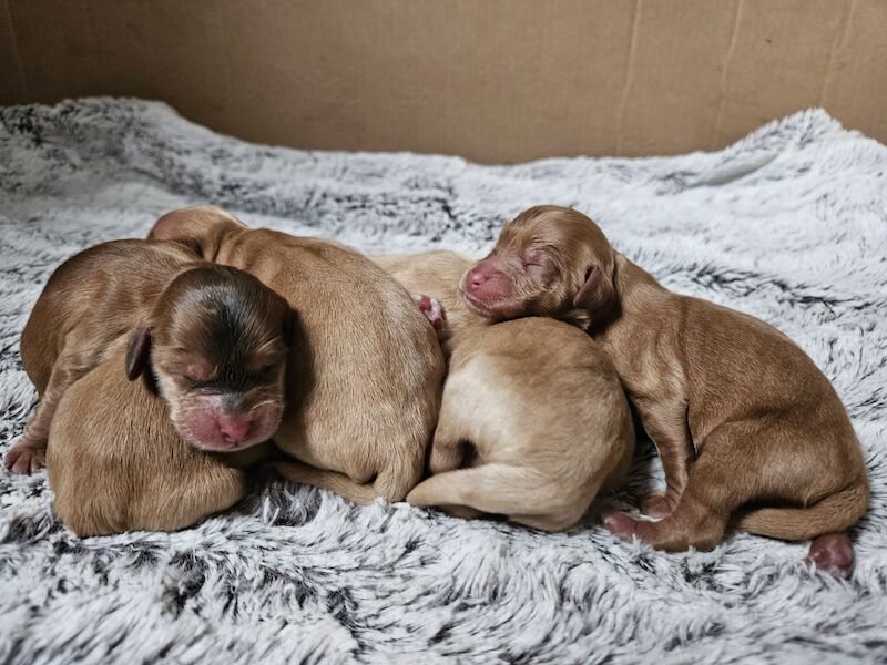 Cockapoo puppies for sale in Staffordshire – a few seconds old - Image 3 of 10